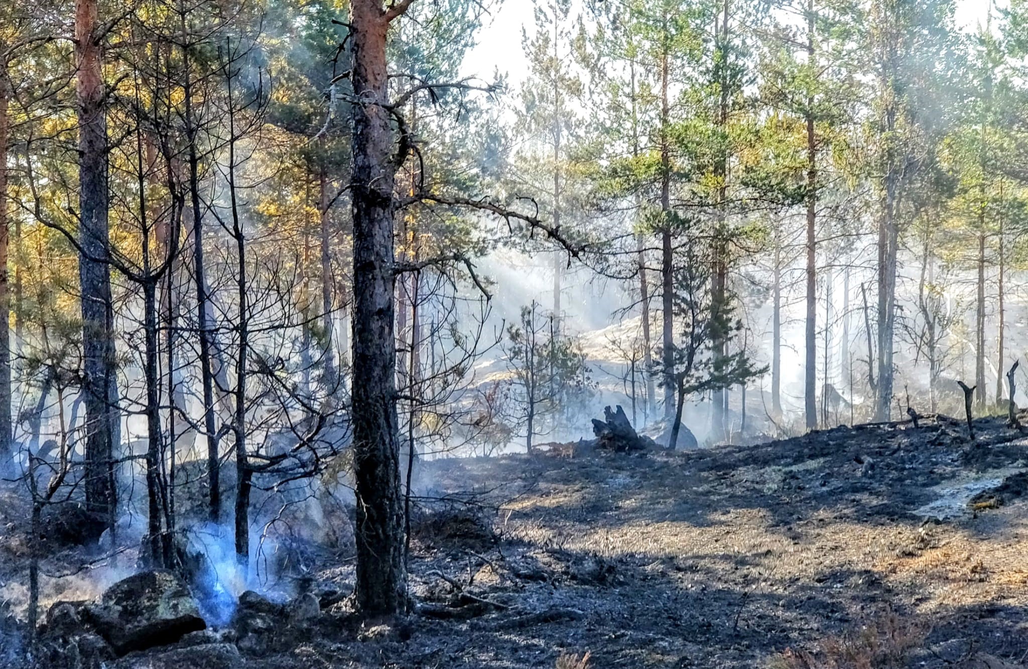 osittain palanutta mäntymetsää, harmaata savua nousee maasta